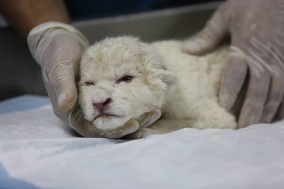 ¡Ya son tres! Nace otro león blanco en Zoológico de Las Delicias en Maracay, estado Aragua