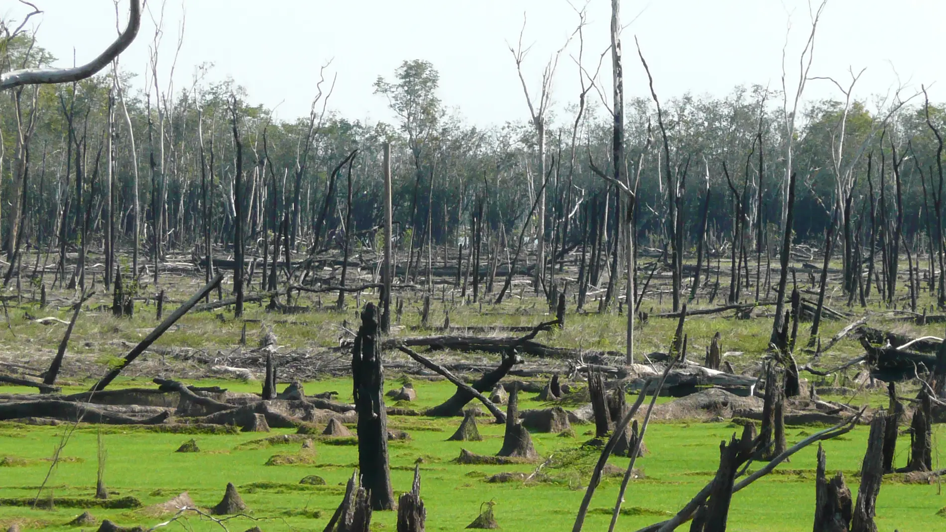 Un umbral catastrófico: La Amazonía podría colapsar en 2050, según nuevo estudio