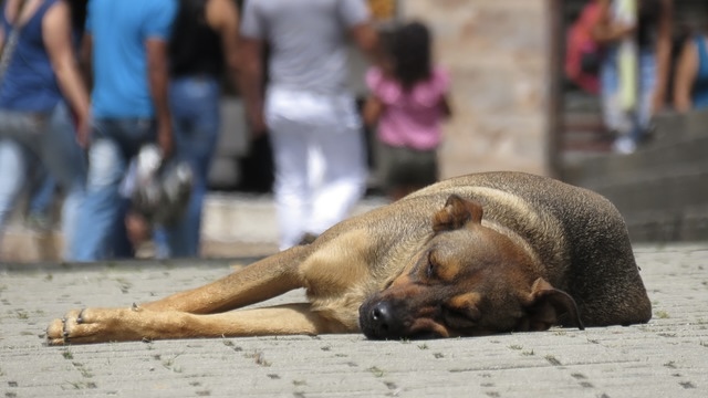 ¡Delito penal! Parlamento venezolano aprueba ley para proteger a las mascotas y castigar el maltrato animal
