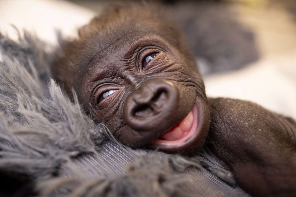 Ella es Jameela: La gorila bebé que nació por una cesárea de emergencia en un zoológico de Texas